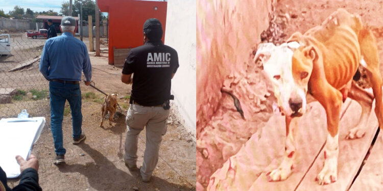 Rescatan agentes AMIC a “Bayron” por maltrato o crueldad animal