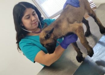 Abre CCA nueva temporada de esterilizaciones