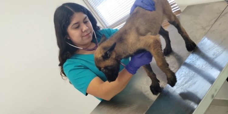 Abre CCA nueva temporada de esterilizaciones