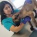 Abre CCA nueva temporada de esterilizaciones
