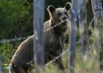 Oso ataca a 5 personas, entre ellas un niño, en turística localidad eslovaca