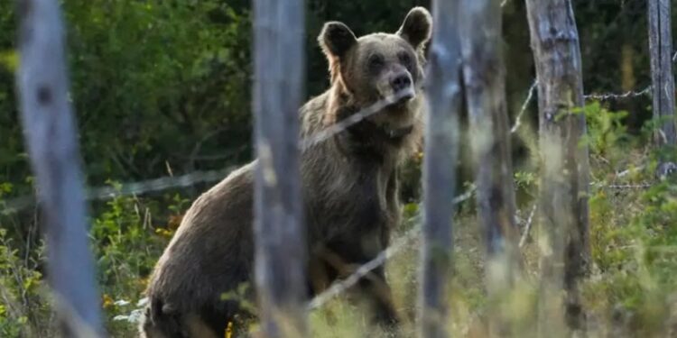 Oso ataca a 5 personas, entre ellas un niño, en turística localidad eslovaca