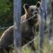 Oso ataca a 5 personas, entre ellas un niño, en turística localidad eslovaca