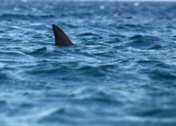 Reportan avistamiento de tiburones en las Bocas.