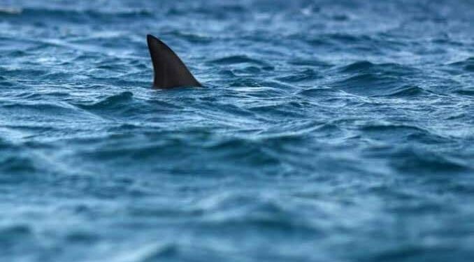 Reportan avistamiento de tiburones en las Bocas.