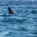 Reportan avistamiento de tiburones en las Bocas.