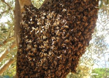 Exhortan a respetar y tener cuidado con enjambres de abejas