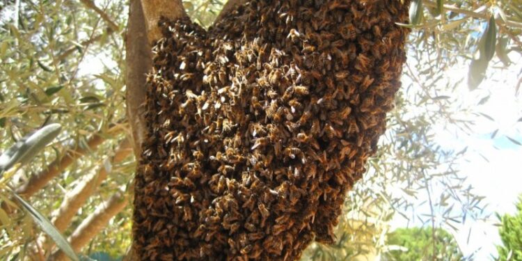 Exhortan a respetar y tener cuidado con enjambres de abejas