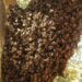 Exhortan a respetar y tener cuidado con enjambres de abejas