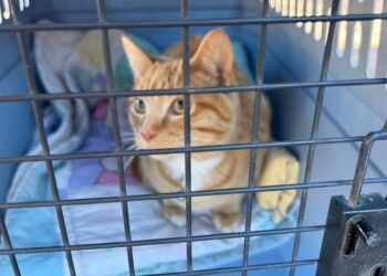Realizan jornada de esterilización de mascotas en colonia Pueblo Nuevo
