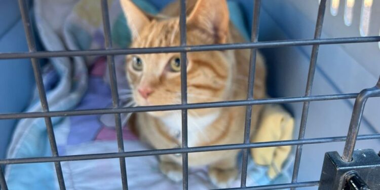 Realizan jornada de esterilización de mascotas en colonia Pueblo Nuevo