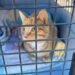Realizan jornada de esterilización de mascotas en colonia Pueblo Nuevo