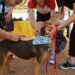 Recomiendan aplicar medidas de prevención contra la rickettsiosis