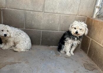 Nuevas mascotas disponibles en CCA para adoptar