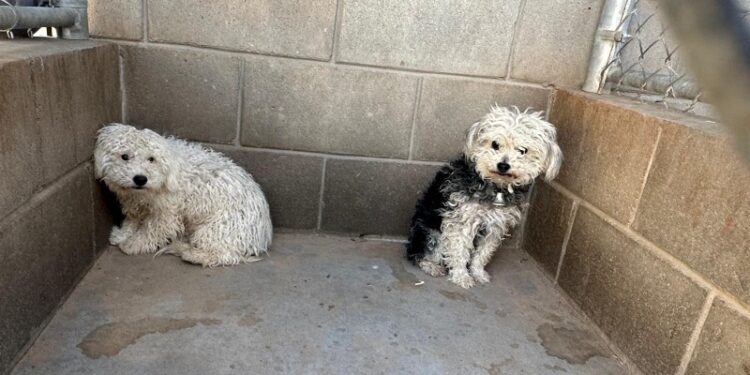 Nuevas mascotas disponibles en CCA para adoptar
