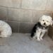 Nuevas mascotas disponibles en CCA para adoptar