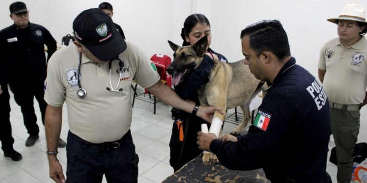 Recibe Policía Estatal certificación especializada para la unidad K-9