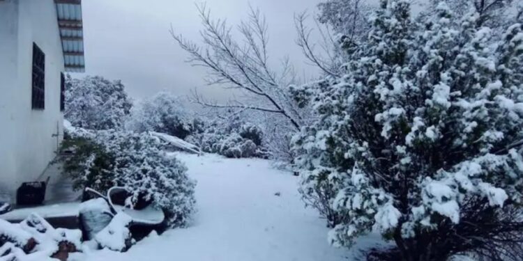 Nevadas pintan de blanco la Sierra de Chihuahua en plena primavera