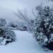 Nevadas pintan de blanco la Sierra de Chihuahua en plena primavera