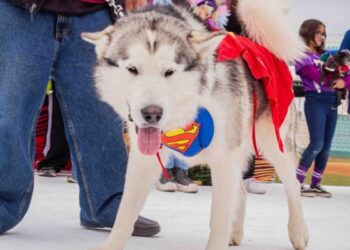 Servicios veterinarios y adopciones en Pet Fest 2024