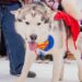 Servicios veterinarios y adopciones en Pet Fest 2024