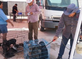 Recomienda SPM baños garrapaticidas para mascotas