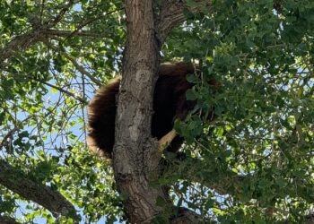 Capturan oso arriba de un árbol en Mascareñas