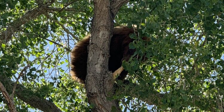 Capturan oso arriba de un árbol en Mascareñas