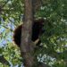 Capturan oso arriba de un árbol en Mascareñas