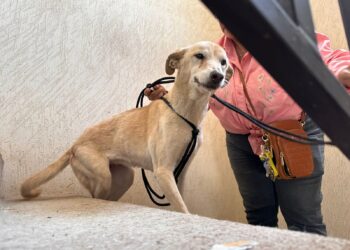 Hícara” es rescatada de probable maltrato o crueldad animal en Hermosillo