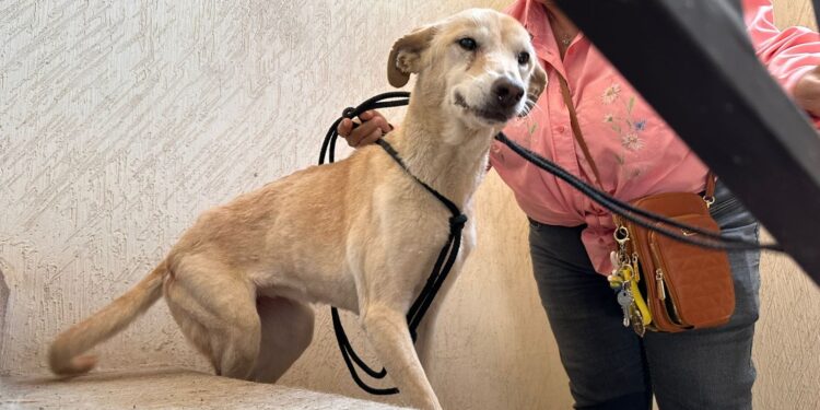 Hícara” es rescatada de probable maltrato o crueldad animal en Hermosillo