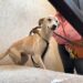 Hícara” es rescatada de probable maltrato o crueldad animal en Hermosillo