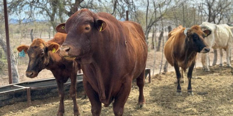 Avanza proceso de certificación nivel 1 del programa de Tuberculosis Bovina en Sonora: Sagarhpa