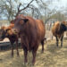 Avanza proceso de certificación nivel 1 del programa de Tuberculosis Bovina en Sonora: Sagarhpa