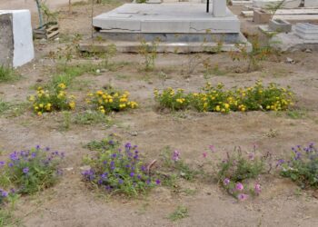 Con creación de Jardín Polinizador abren puertas laterales del Panteón Yáñez