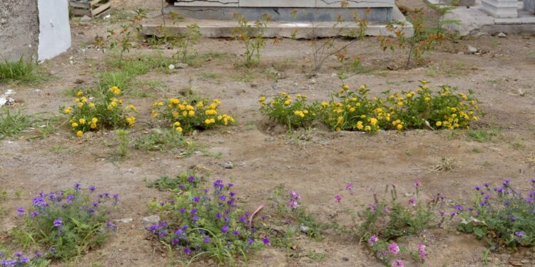 Con creación de Jardín Polinizador abren puertas laterales del Panteón Yáñez