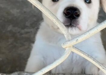 “Lleven a casa a un nuevo amigo”: CCA