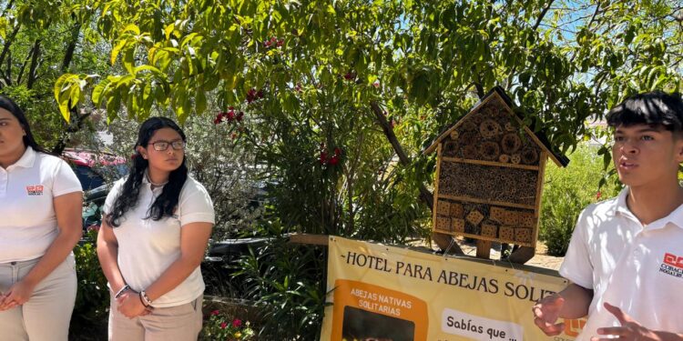 Instalan alumnos de Cobach Sonora “Hotel para abejas solitarias”