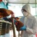 OMS aclara que alerta por gripe aviar no significa que será la próxima pandemia