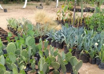 Tiene Vivero Municipal nuevas plantas disponibles