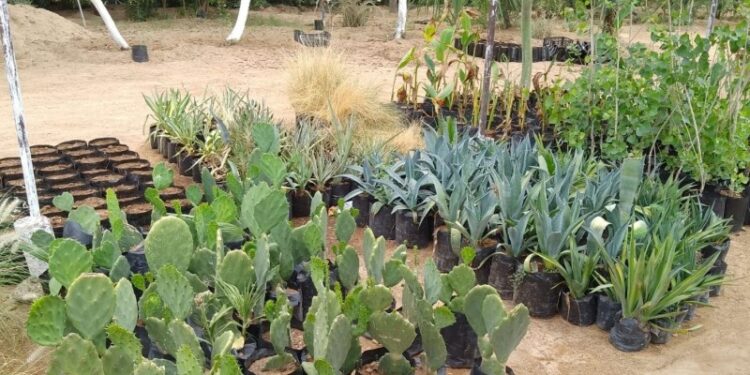 Tiene Vivero Municipal nuevas plantas disponibles