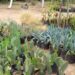 Tiene Vivero Municipal nuevas plantas disponibles