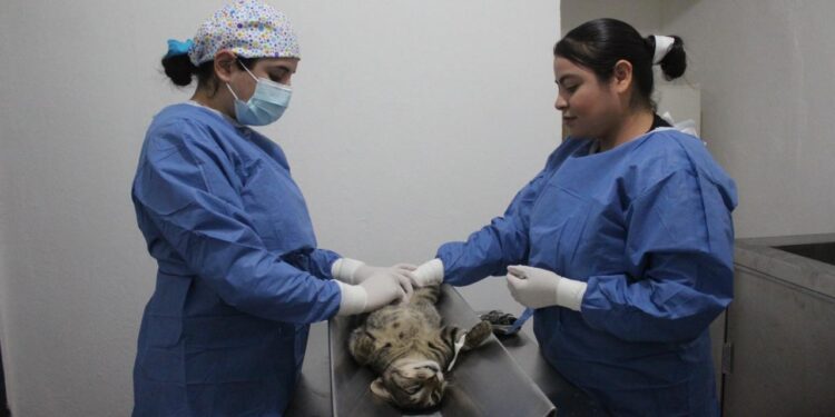 Mantiene ‘Centro de Atención Canino y Felino’ servicios gratuitos.