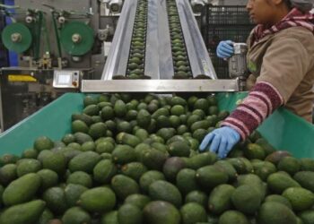 En Michoacán alistan la certificación para la exportación de aguacates a EU