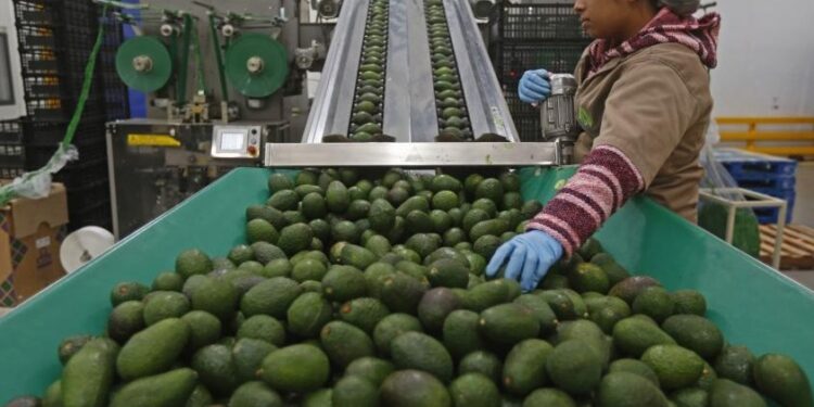 En Michoacán alistan la certificación para la exportación de aguacates a EU