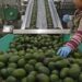 En Michoacán alistan la certificación para la exportación de aguacates a EU