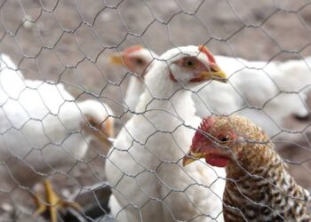 OMS confirma en México la primera muerte humana por gripe aviar AH5N2 en el mundo