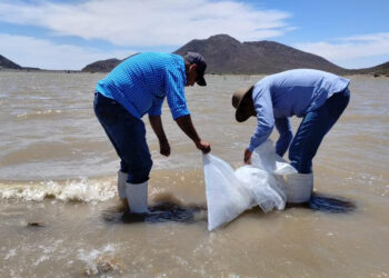 Incentiva el IAES desarrollo económico con repoblamiento de tilapia en “El Molinito”