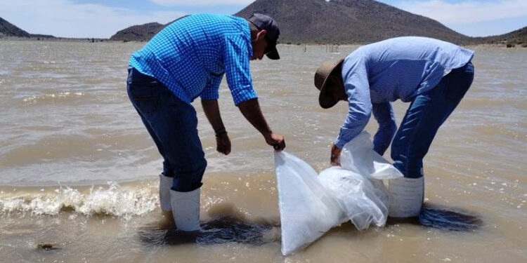 Incentiva el IAES desarrollo económico con repoblamiento de tilapia en “El Molinito”