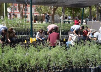 Este viernes donará árboles nativos el Vivero Municipal